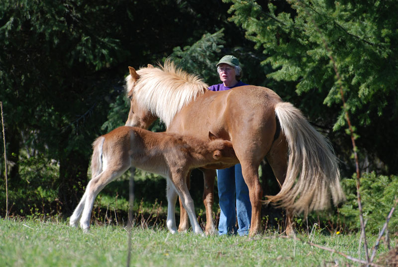 Horses,-May,-09-062